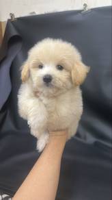 Pompoo Pomeranian mixed Poodle Male Puppy M-2