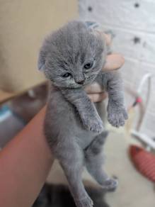 baby Scottish Fold 