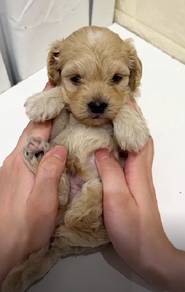 G39 Fluffy Maltipoo Dog