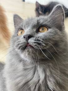 persian gray