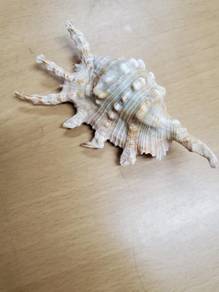 Real Seashells for Decorations