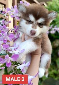 pomky h