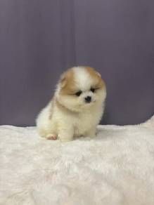 Q21599 Tiny Pomeranian white orange haired puppy