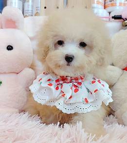 Poodle