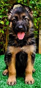 GERMAN SHEPHERD PUPPIES F45🐻 Beautiful Big Size