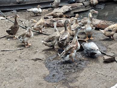 itik mallard/itik kepala hijau