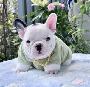 FRENCH BULLDOG PUPPIES 🌻S165 Charming Boy