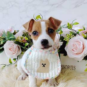 Jack Russell