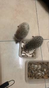 Hedgehog/landak mini