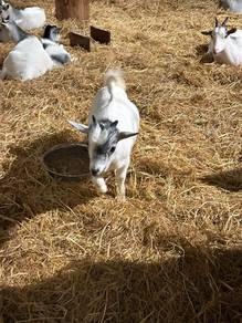Pygmy Goat