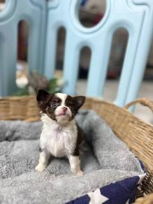 chihuahua