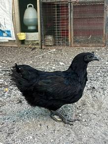 ayam cemani
