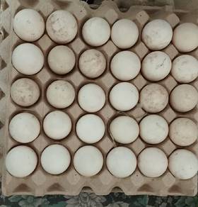 telur serati berbenih 