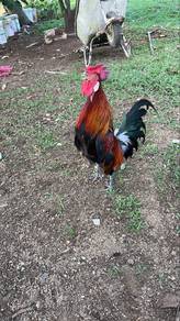 ayam hutan bulat