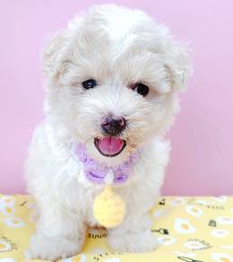 Poodle