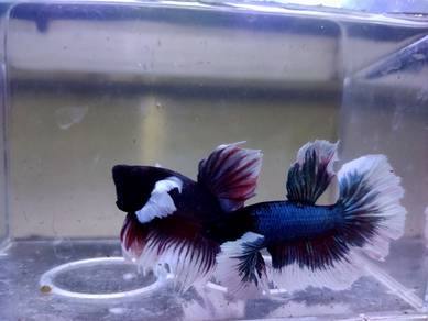 Dumbo Betta Fish Ikan Laga