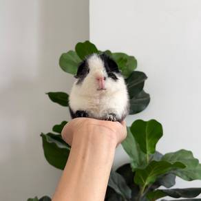 Teddy bear guinea pig tikus belanda