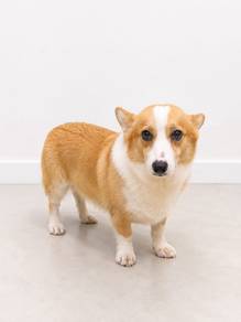 corgi for adoption last one 