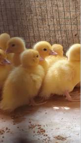 itik pekin