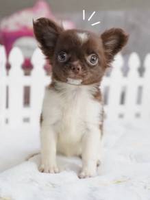 CHIHUAHUA PUPPIES CH322🌷 Head Apple Long Hair