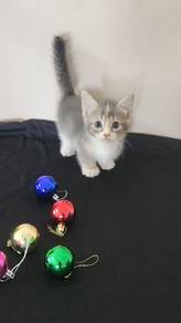 Munchkin supershort