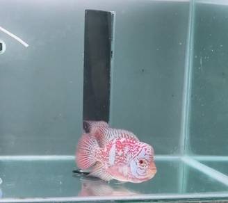 flowerhorn 