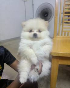Pomeranian puppies 