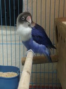 Lovebird Induk