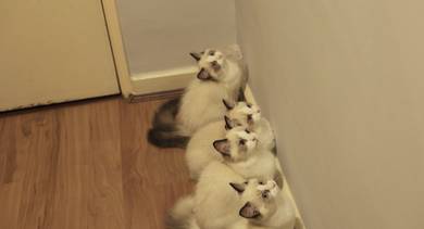 Beautiful Ragdoll kitten for rehoming 🤍