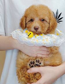 Poodle