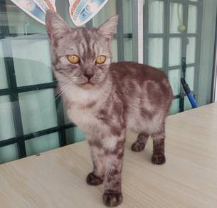 BRITISH SHORT HAIR mix PERSIAN 