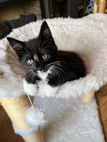 Tuxedo Kitten