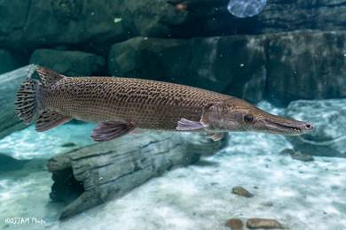 3 Feet Aligator Gar