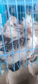 burung suap jinak(cockatiel)