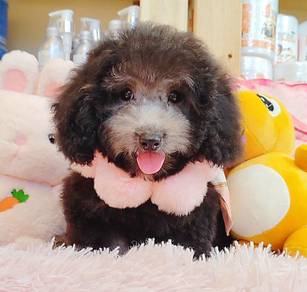 Poodle