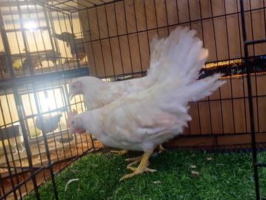 White leghorn pure