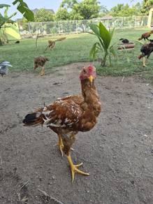 ayam ratu nokdeng ekor lidi riau