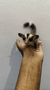 sugar glider