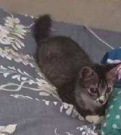 Female cat for adoption