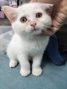 White British shorthair kitten