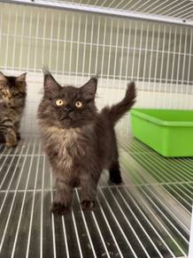 Black smoke Mainecoon kitten