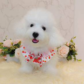 Maltipoo