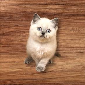British shorthair POINT