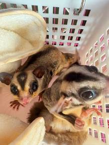 Sugar glider pair