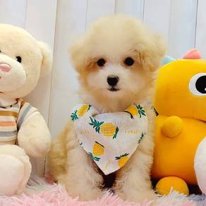 Poodle