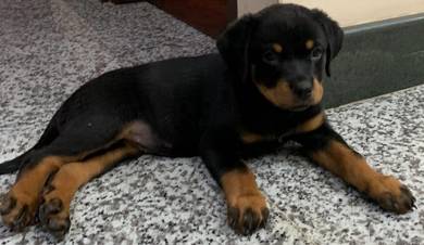 Rottweiler 