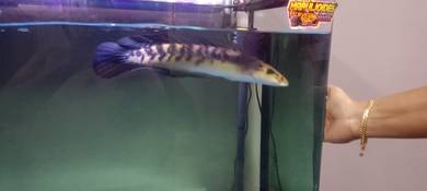 Channa maru, ikan sangat healthy terbaik 