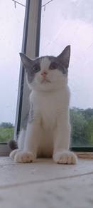 Kucing BSH Male