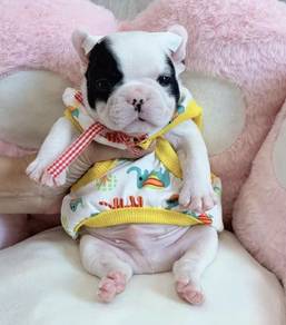 FRENCH BULLDOG PUPPIES 🌻VIP770 Boy -Girl