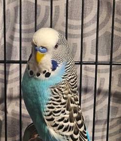 Budgie for sale